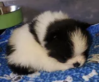 Akc Bella's Male Buzz, a male Pomeranian for sale in Albany, GA – Photo 4 of 4