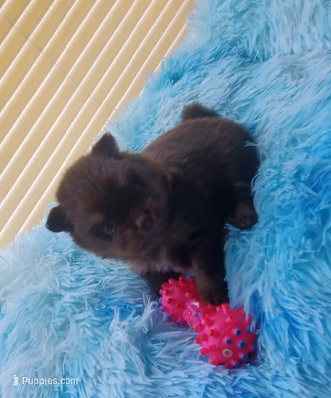Akc Coco – Pomeranian puppy for sale in Albany, GA