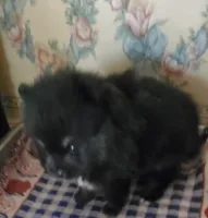 Champ, a male Pomeranian for sale in Albany, GA – 4 of 4