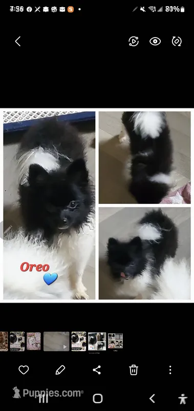  Ckc Oreo  – Pomeranian puppy for sale in Albany, GA
