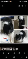  Ckc Oreo , a male Pomeranian for sale in Albany, GA – 1 of 4