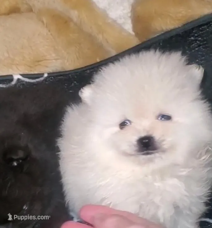 Akc Butterball Female  – Pomeranian puppy for sale in Albany, GA