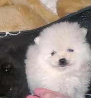 Akc Butterball Female , a female Pomeranian for sale in Albany, GA – Photo 1 of 3