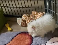 Akc Butterball Female , a female Pomeranian for sale in Albany, GA – Photo 3 of 3