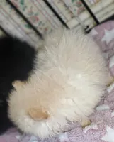 Akc Butterball Female , a female Pomeranian for sale in Albany, GA – Photo 2 of 3