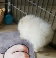 Akc Butterball Female , a female Pomeranian for sale in Albany, GA – Photo 2 of 3