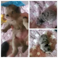 Akc Blu Merle Female , a female Pomeranian for sale in Albany, GA – Photo 2 of 2