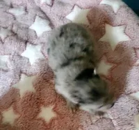 Akc Blu Merle Female , a female Pomeranian for sale in Albany, GA – Photo 1 of 2