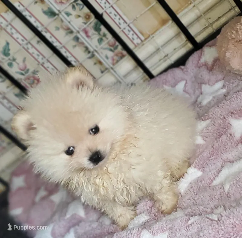 Akc Butterball Female  – Pomeranian puppy for sale in Albany, GA