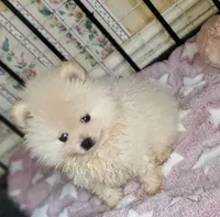 Akc Butterball Female , a female Pomeranian for sale in Albany, GA – Photo 3 of 3