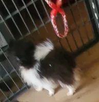 Ckc Oreo , a male Pomeranian for sale in Albany, GA – 4 of 4