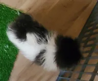 Akc Panda , a male Pomeranian for sale in Albany, GA – 2 of 5