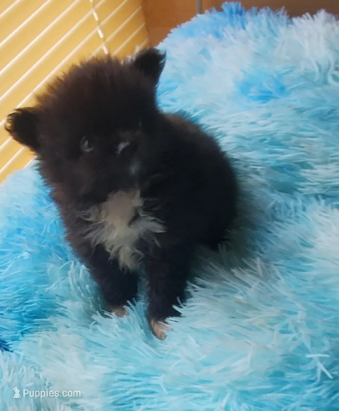 Little Bit – Pomeranian puppy for sale in Albany, GA