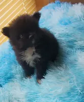 Little Bit, a female Pomeranian for sale in Albany, GA – 1 of 4