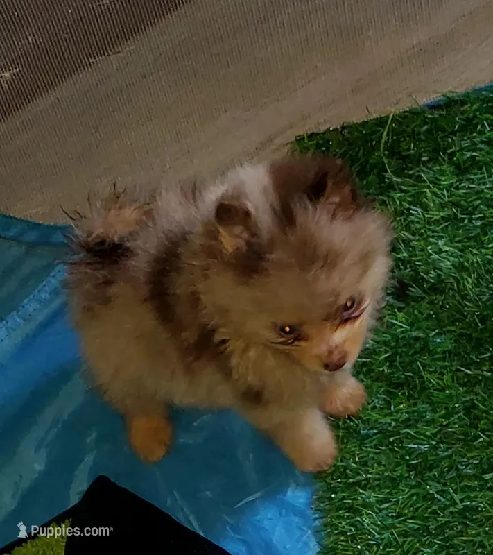Akc Tiny Coco Merle – Pomeranian puppy for sale in Albany, GA