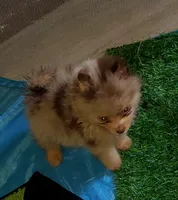 Akc Tiny Coco Merle, a male Pomeranian for sale in Albany, GA – 1 of 2
