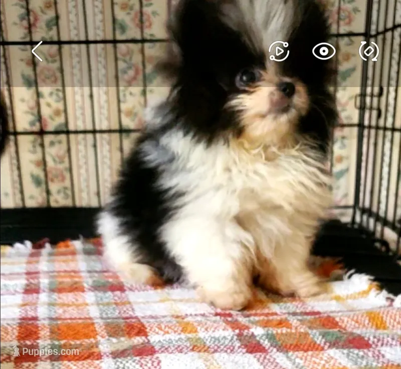 Akc Little Girl – Pomeranian puppy for sale in Albany, GA