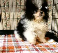 Akc Very Little Girl, a female Pomeranian for sale in Albany, GA – 1 of 4