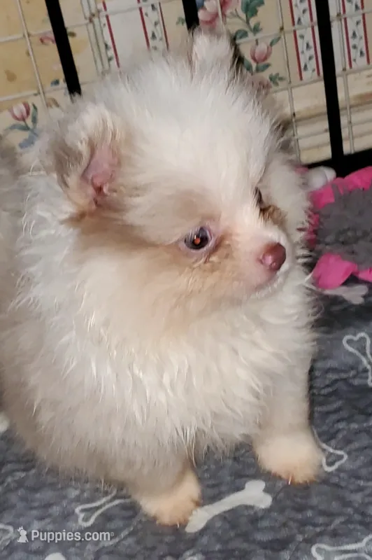 Coco Choc Boy – Pomeranian puppy for sale in Albany, GA