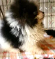 Akc Very Little Girl, a female Pomeranian for sale in Albany, GA – 3 of 4