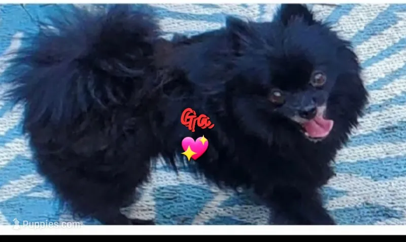 Ckc Georgia  – Pomeranian puppy for sale in Albany, GA