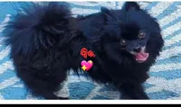 Ckc Georgia , a female Pomeranian for sale in Albany, GA – 1 of 2