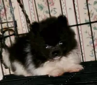 Tiny Tim, a male Pomeranian for sale in Albany, GA – 3 of 5