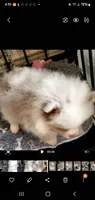 Coco Choc Boy, a male Pomeranian for sale in Albany, GA – 2 of 3
