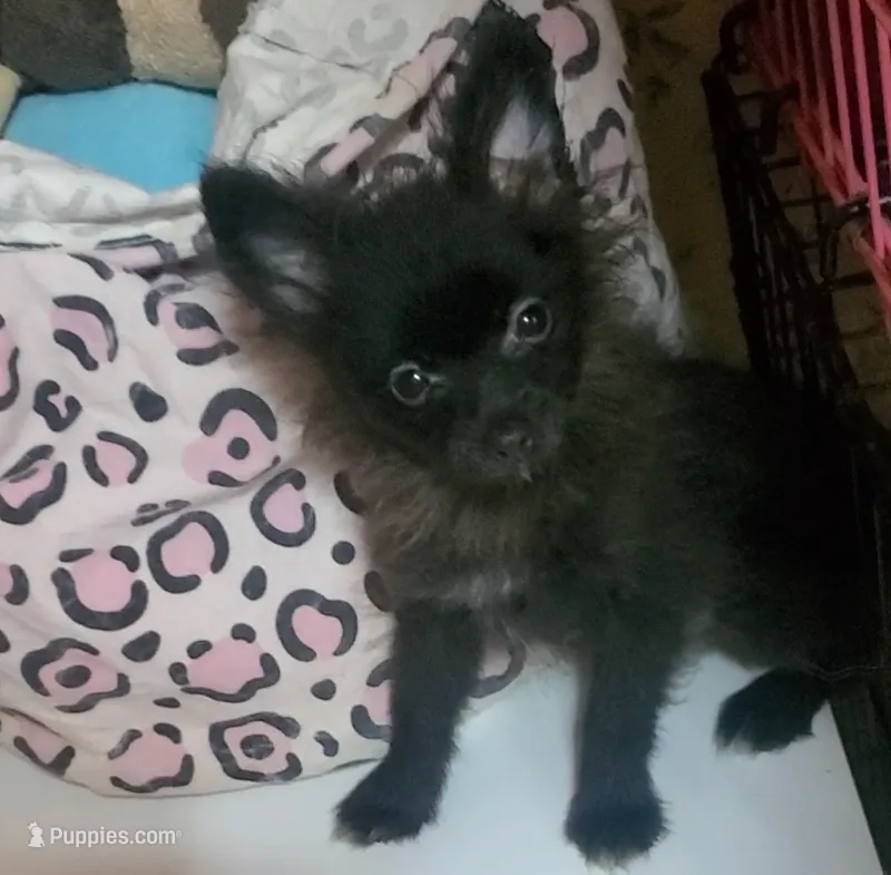 Akc Midnight  – Pomeranian puppy for sale in Albany, GA