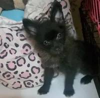 Akc Midnight , a male Pomeranian for sale in Albany, GA – 3 of 3