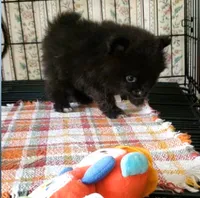 Akc Blackey, a male Pomeranian for sale in Albany, GA – 1 of 3