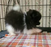 Ckc Tim, a male Pomeranian for sale in Albany, GA – 2 of 3