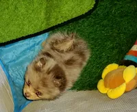 Akc Tiny Coco Merle, a male Pomeranian for sale in Albany, GA – 2 of 2