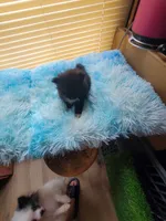Little Bit, a female Pomeranian for sale in Albany, GA – 4 of 4