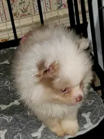 Coco Choc Boy, a male Pomeranian for sale in Albany, GA – 3 of 3
