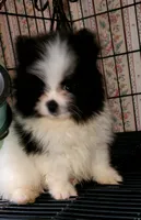Akc Little Girl, a female Pomeranian for sale in Albany, GA – 2 of 3