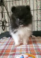 Ckc Tim, a male Pomeranian for sale in Albany, GA – 3 of 3