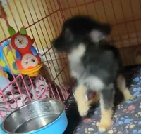 Akc Toby, a male Pomeranian for sale in Albany, GA – 3 of 3