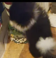  Ckc Oreo , a male Pomeranian for sale in Albany, GA – 3 of 4