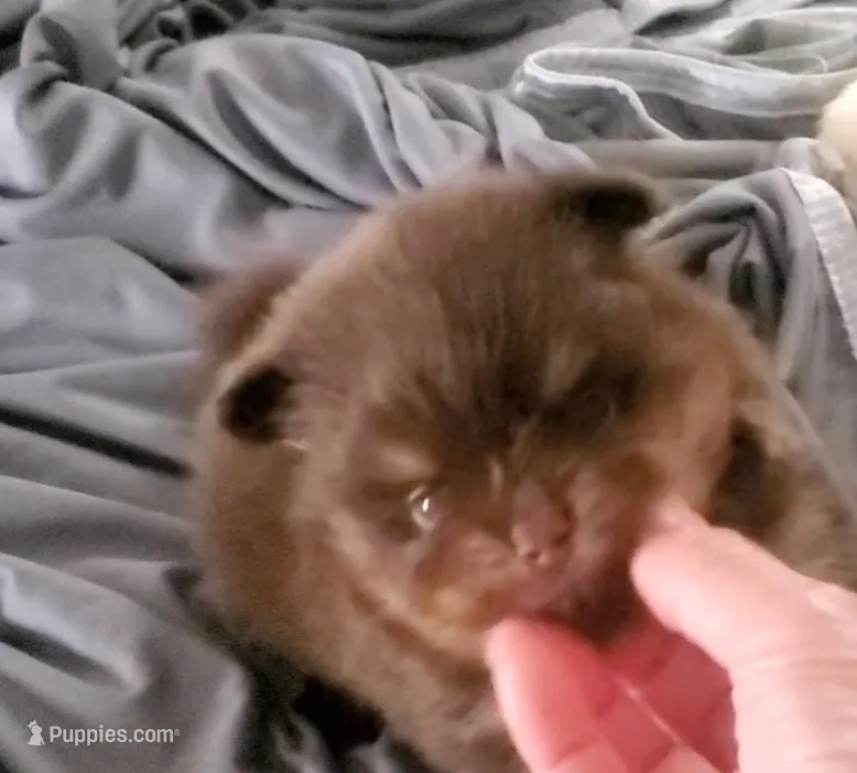 Akc Coco – Pomeranian puppy for sale in Albany, GA