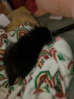 Akc Sir Male, a male Pomeranian for sale in Albany, GA – Photo 4 of 4