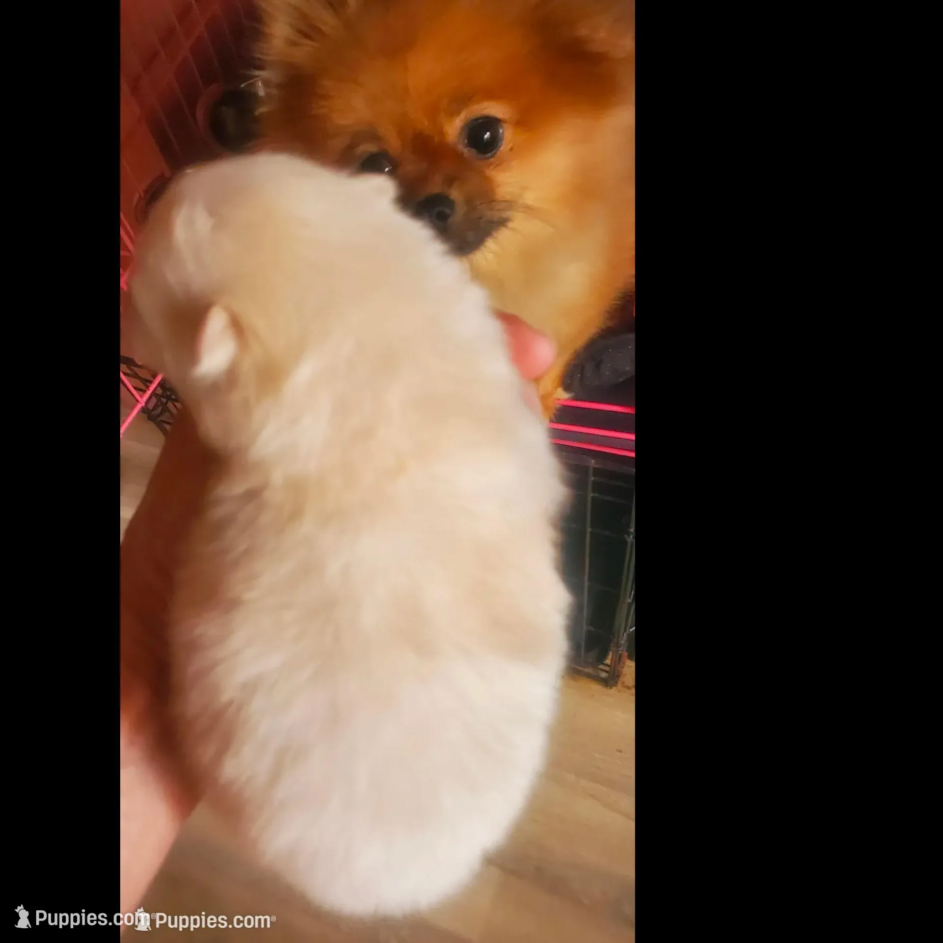 Akc Butterball Female , a female Pomeranian for sale in Albany, GA – Photo 2 of 2