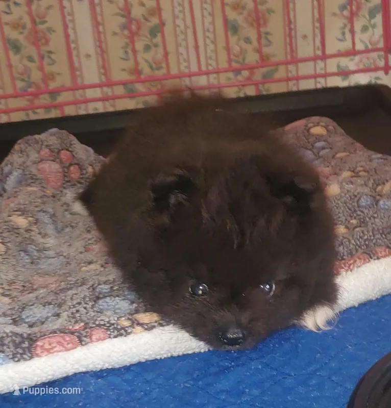 Akc Sir Male – Pomeranian puppy for sale in Albany, GA