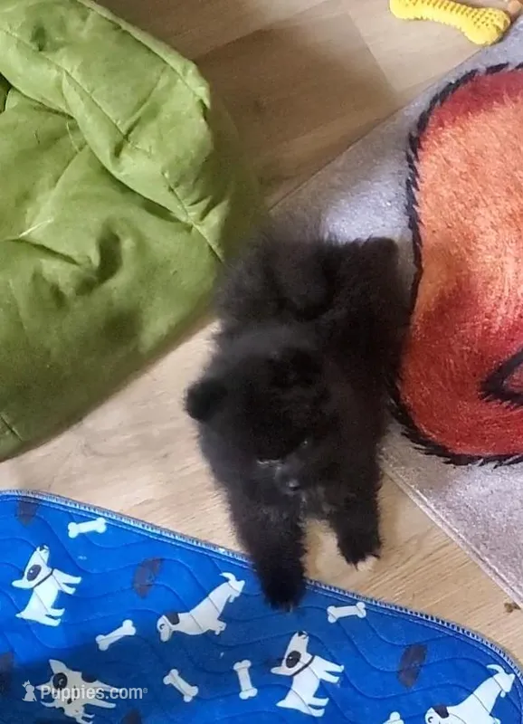 Akc Sir Male – Pomeranian puppy for sale in Albany, GA