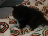 Akc Sir Male, a male Pomeranian for sale in Albany, GA – Photo 3 of 4