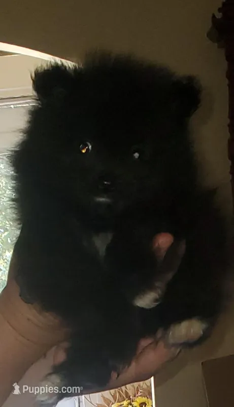 Akc Sir Male – Pomeranian puppy for sale in Albany, GA