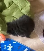 Akc Sir Male, a male Pomeranian for sale in Albany, GA – Photo 3 of 3