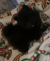 Akc Sir Male, a male Pomeranian for sale in Albany, GA – Photo 2 of 4