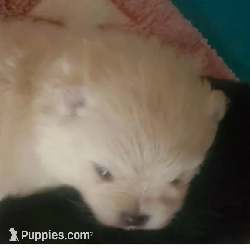 Akc Butterball Female 