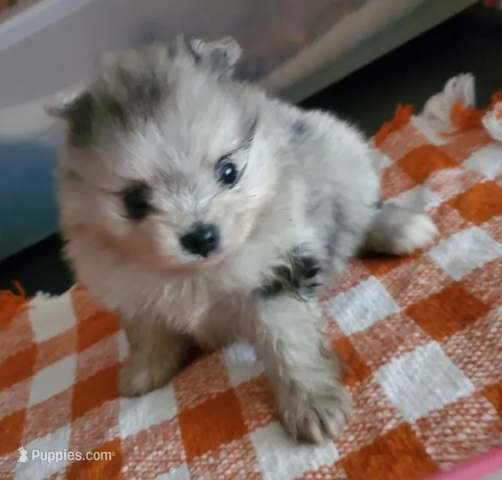 Akc Blu Merle Female 